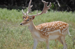 可爱野生梅花鹿图片